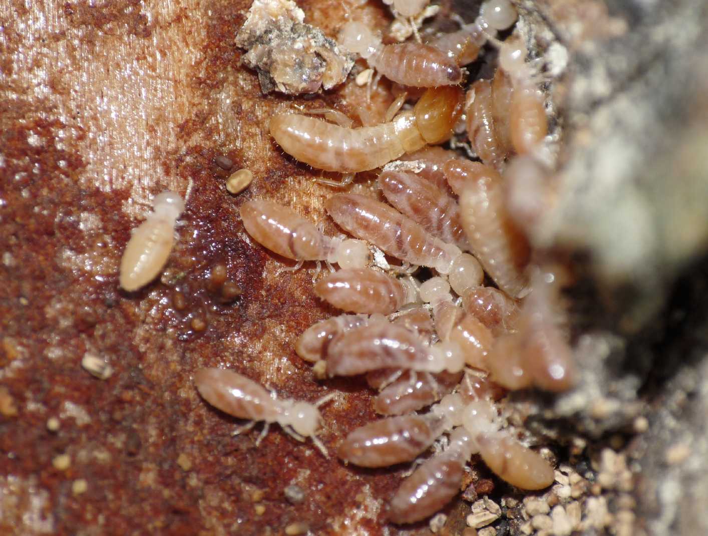 Kalotermes flavicollis